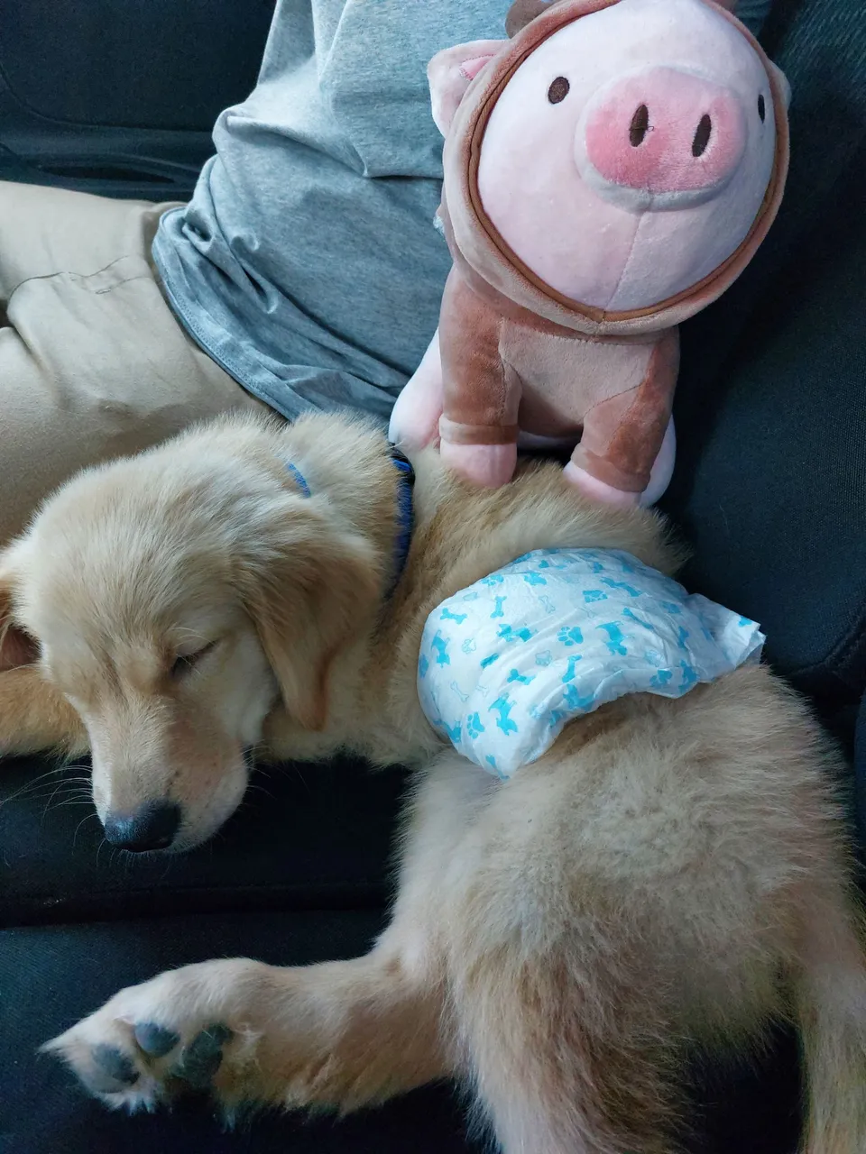Litol Loki with his bff, Porki
