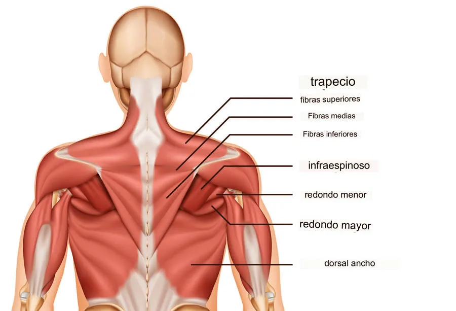 musculos-de-la-espalda_0fa788b5_230512171506_900x613.jpg