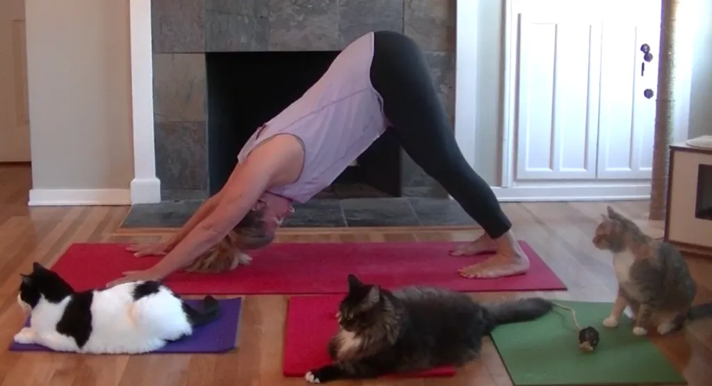 Paige-_and_cats-with-yoga-mats-1024x556.png