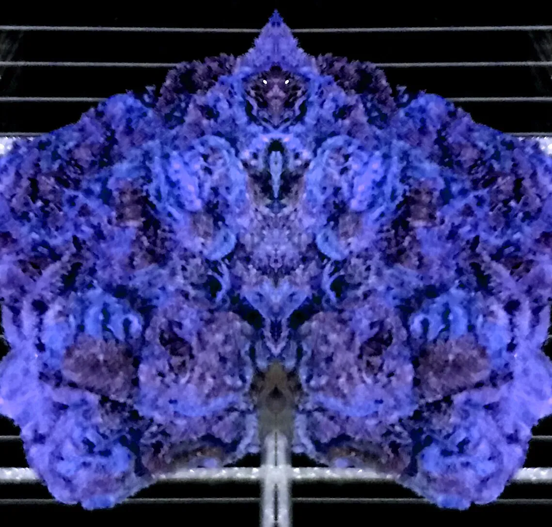 https://s3.us-east-2.amazonaws.com/partiko.io/img/offgridlife-digital-art-from-the-magical-herb-garden-glrtzlvt-1539379613751.png