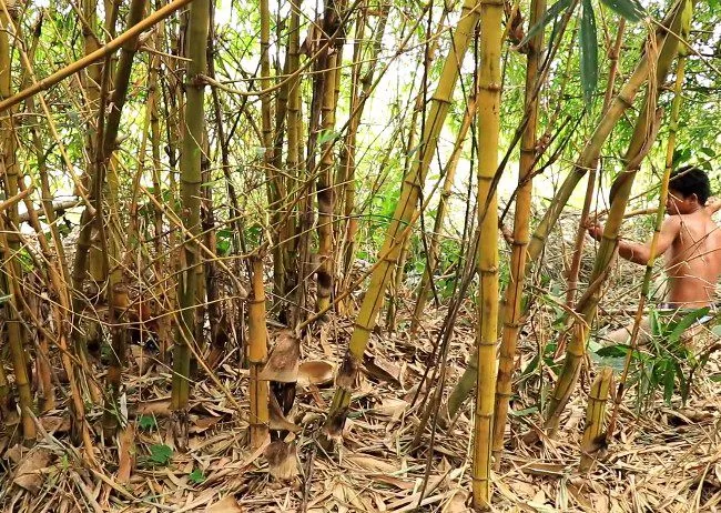 Berburu Ayam Hutan dengan Batu Runcing .jpg