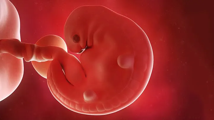 Fetal-Development-Bones-and-Skeletal-System-722x406.jpg