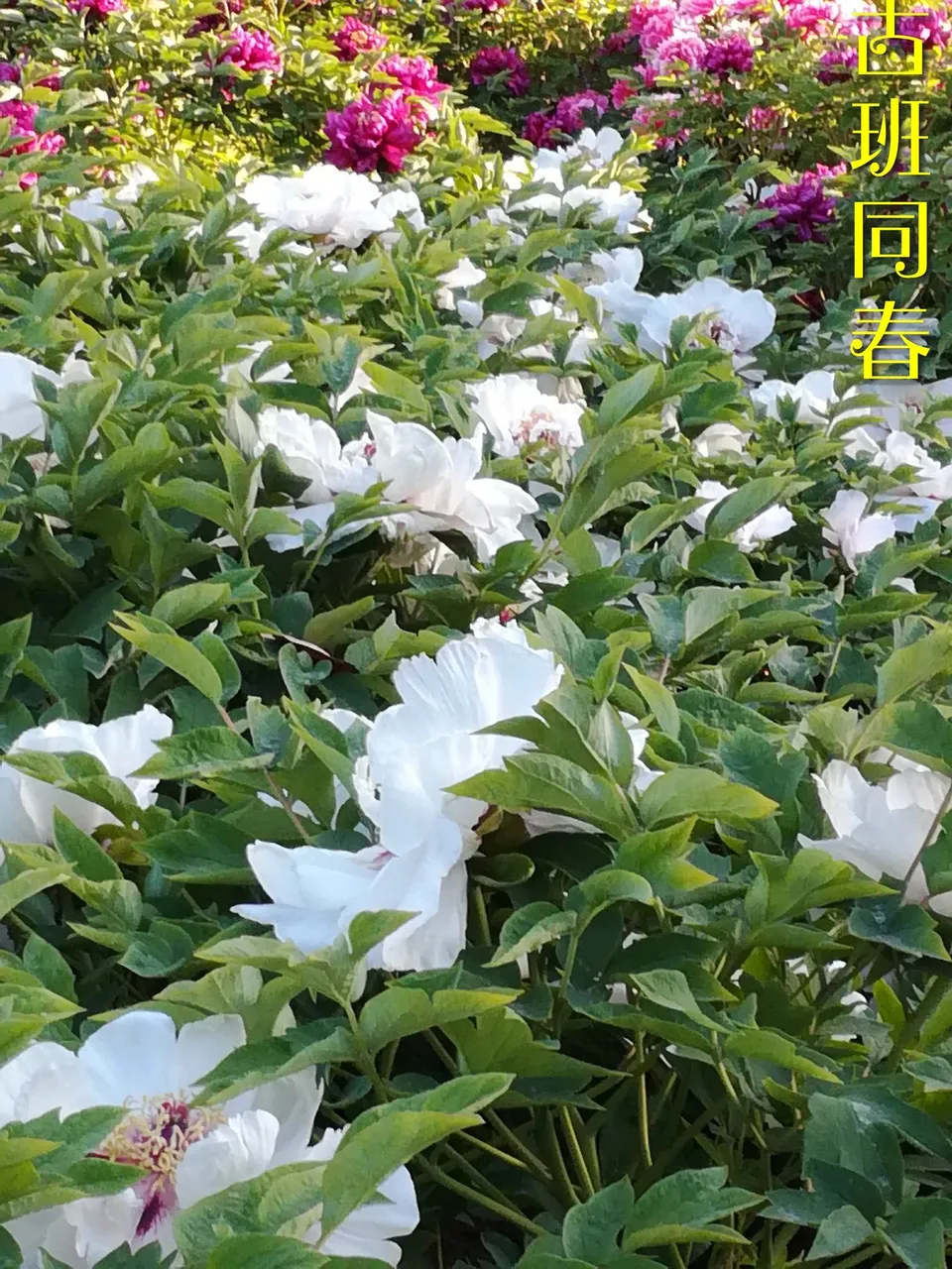 微信图片_20180415160022.jpg