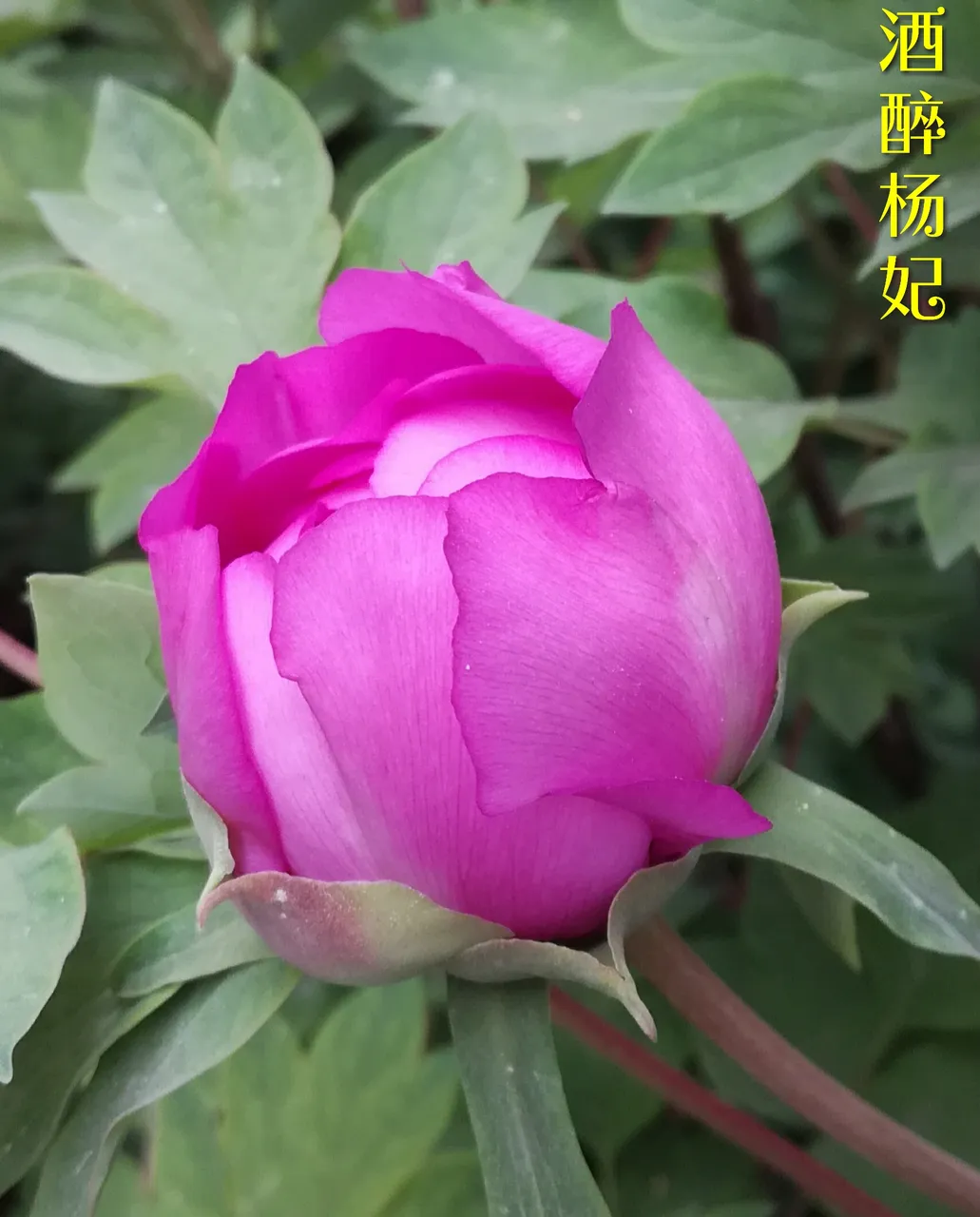 微信图片_20180415160036.jpg
