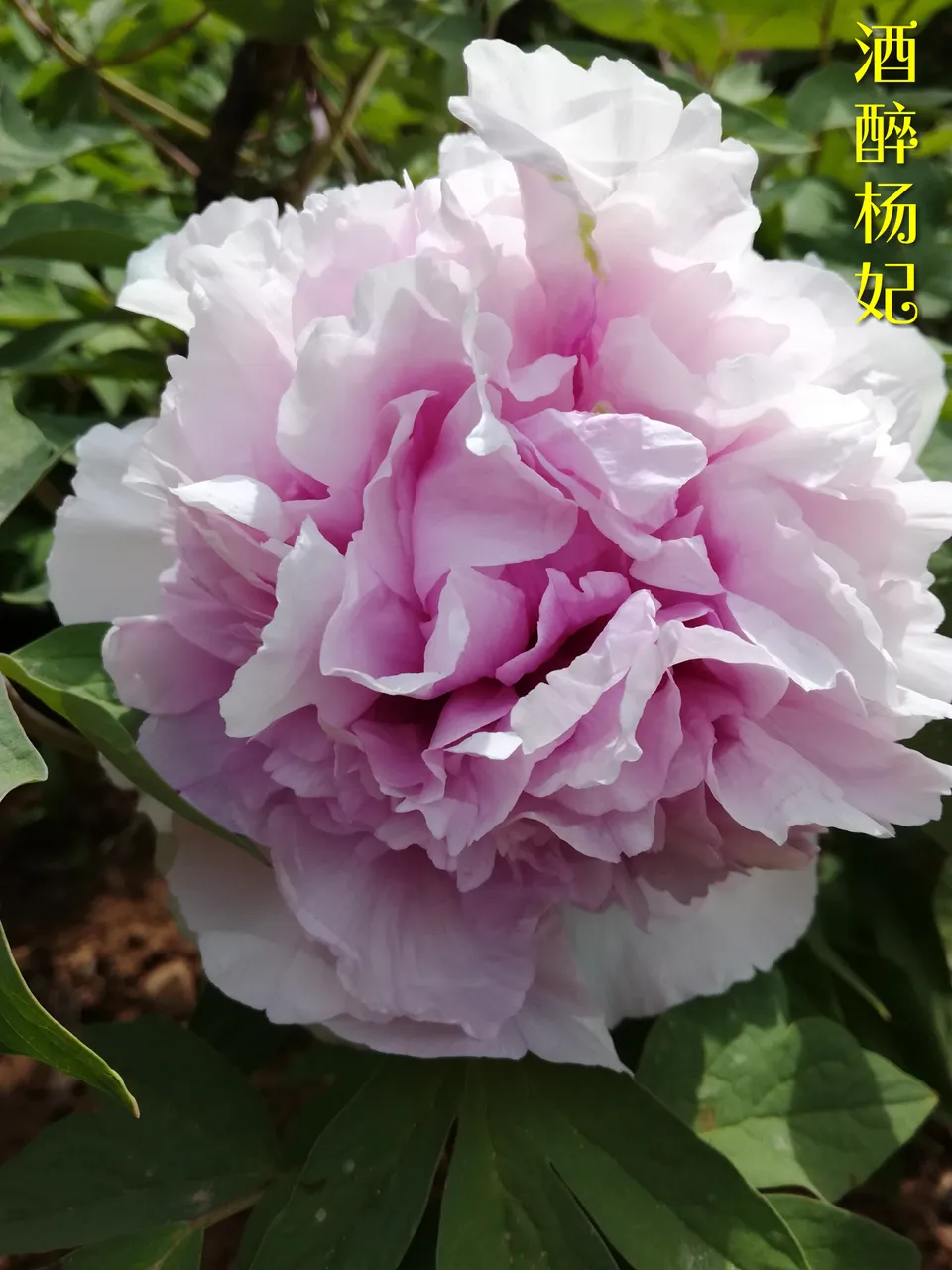 微信图片_20180415160033.jpg