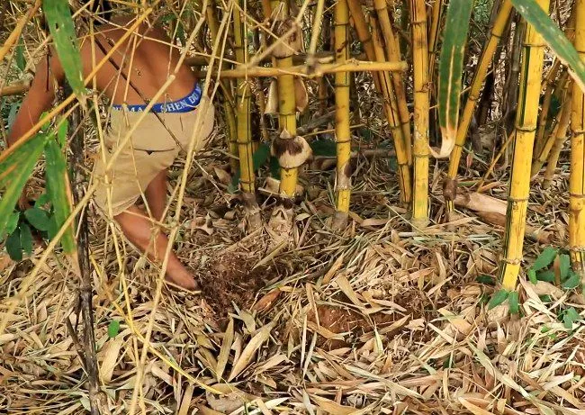 Berburu Ayam Hutan dengan Batu Runcing .jpg