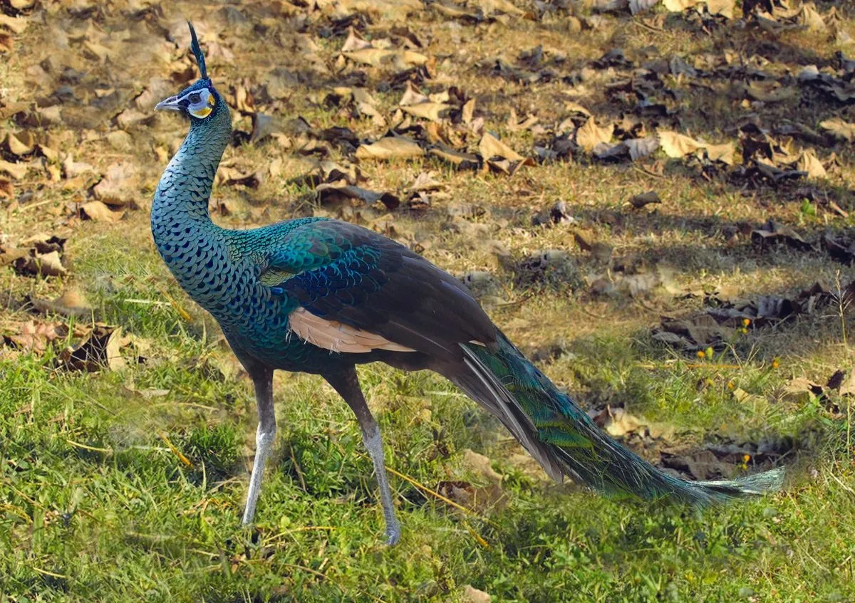 Green_Peafowl_Pavo_muticus_Manipur_by_Raju_Kasambe..jpg