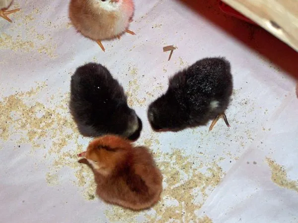 Buckeye and Barred chicks crop May 2014.jpg