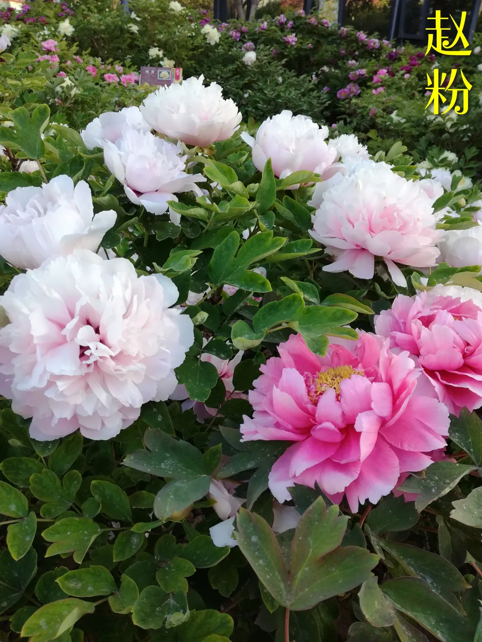 微信图片_20180415160001.jpg