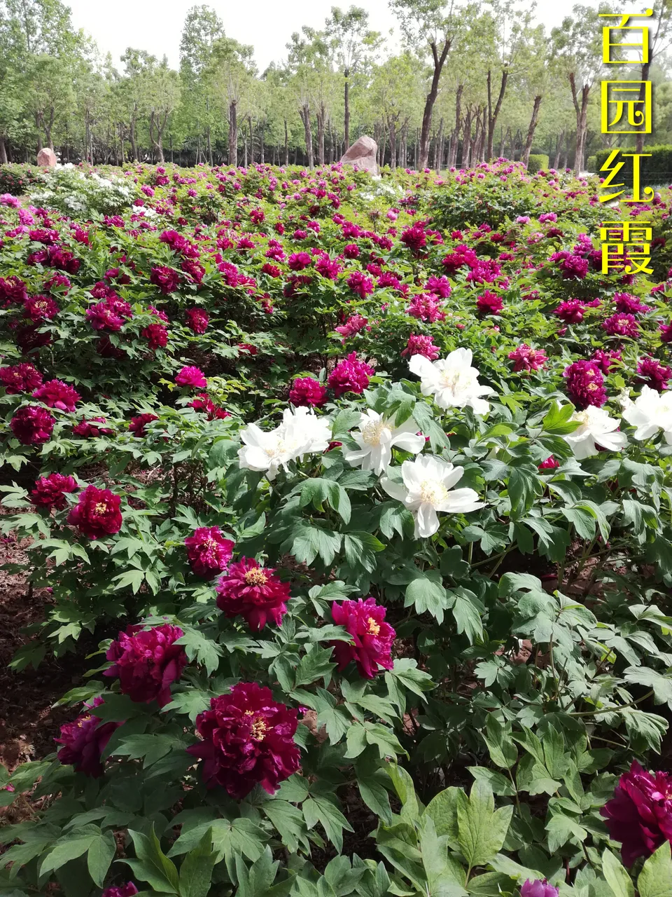微信图片_20180413160637.jpg