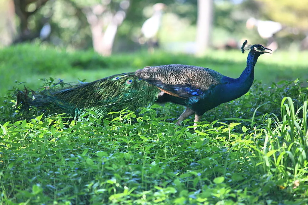 1024px-Indian_Peafowl_(Pavo_cristatus)_(2855058812).jpg