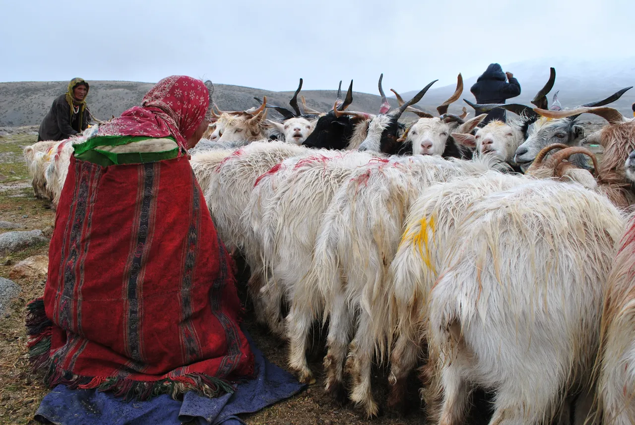 유목민 젖짜기_5.JPG