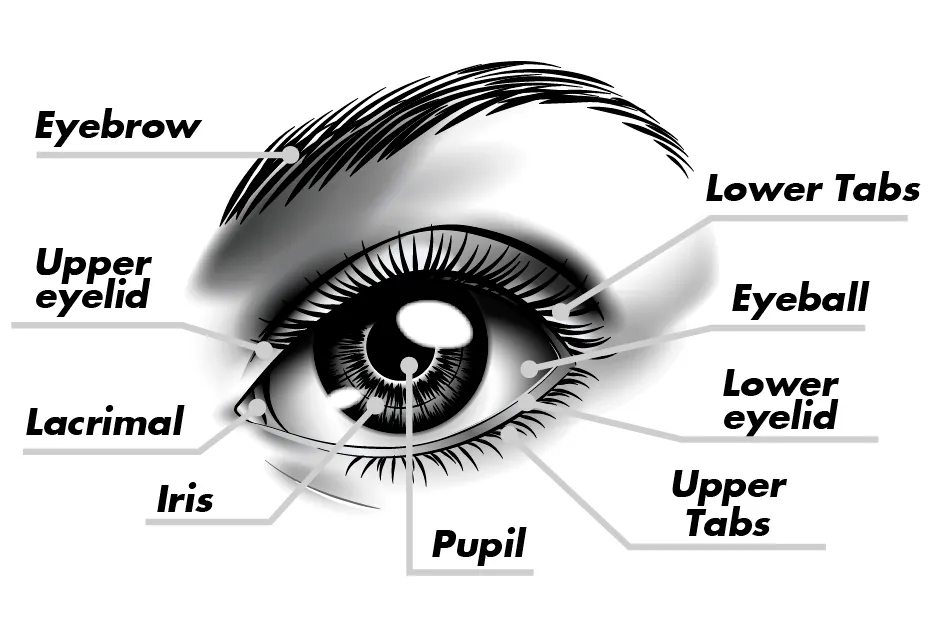 Ojos-1.png
