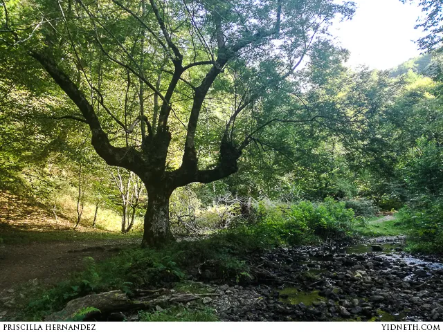 forest.jpg
