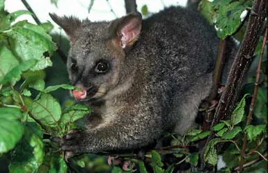 possum.jpg