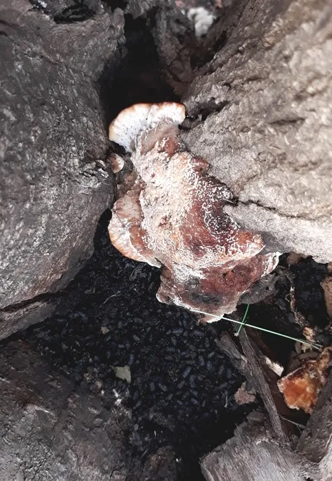 fungus.jpg