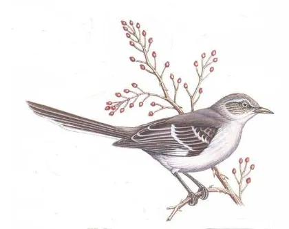 bird53.png