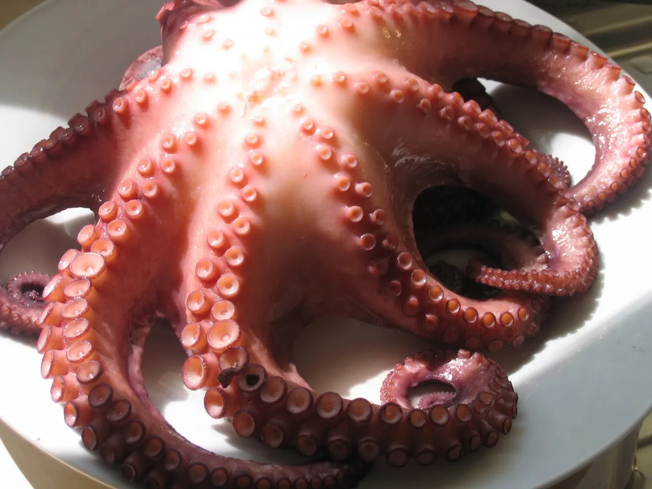 pulpo1.jpg