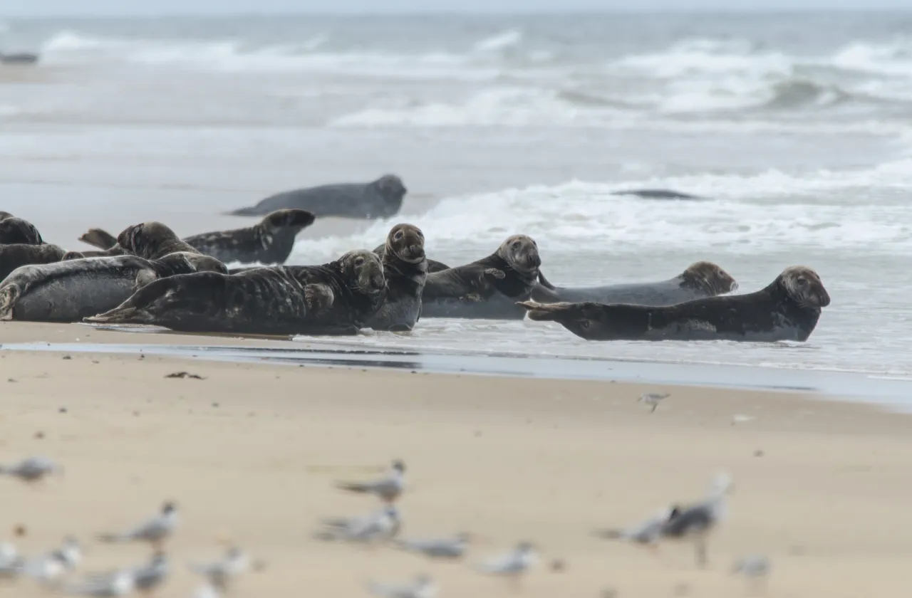 Seals1.jpg