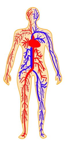 Cuerpo.png