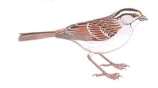 bird49.png