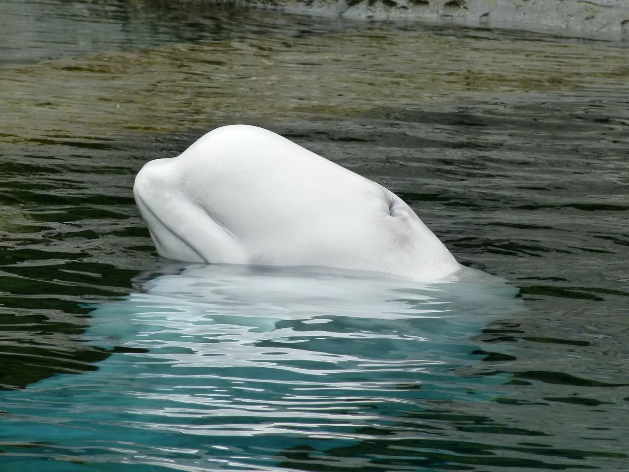 beluga.jpg