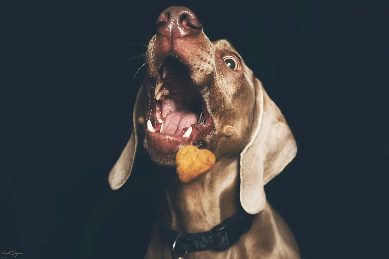 Treat2.jpg