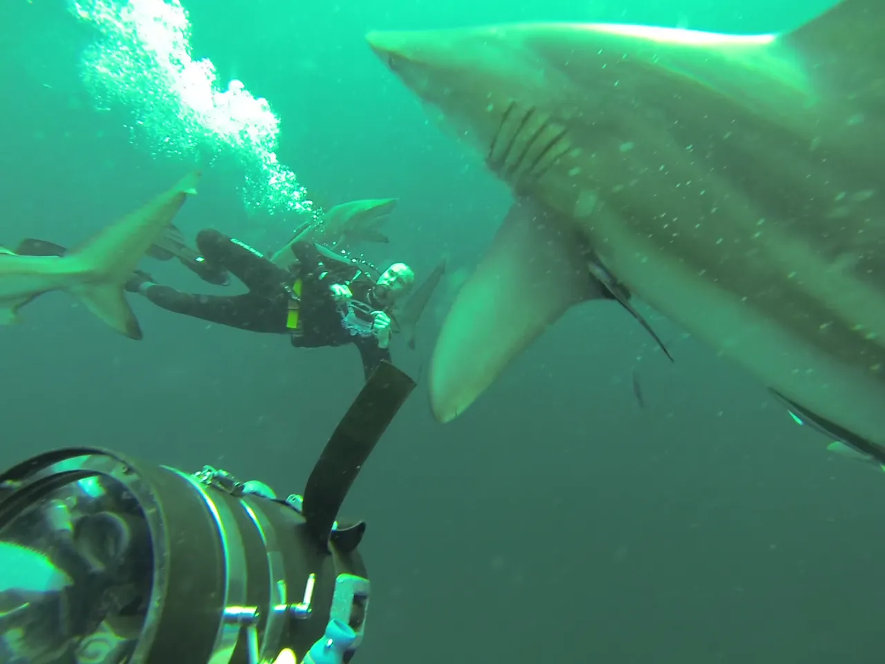 sharks.png