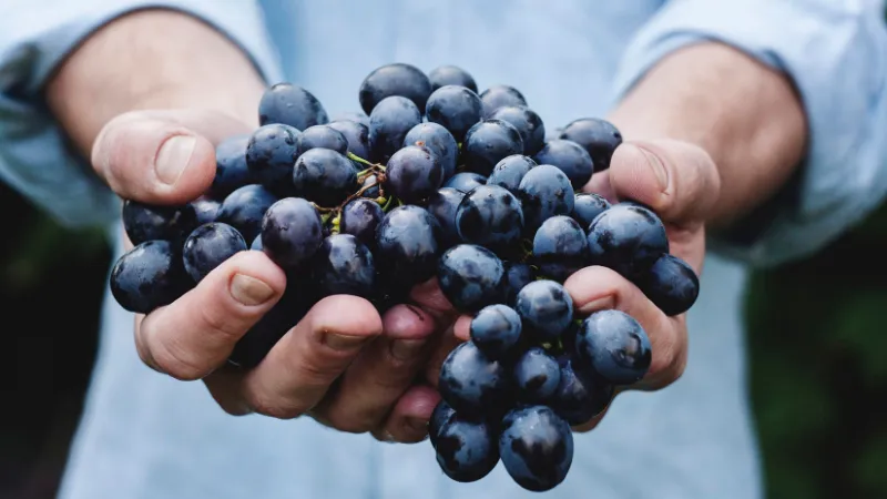 grapes.jpg