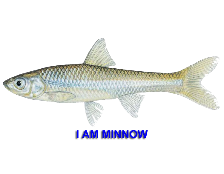 minnow.png