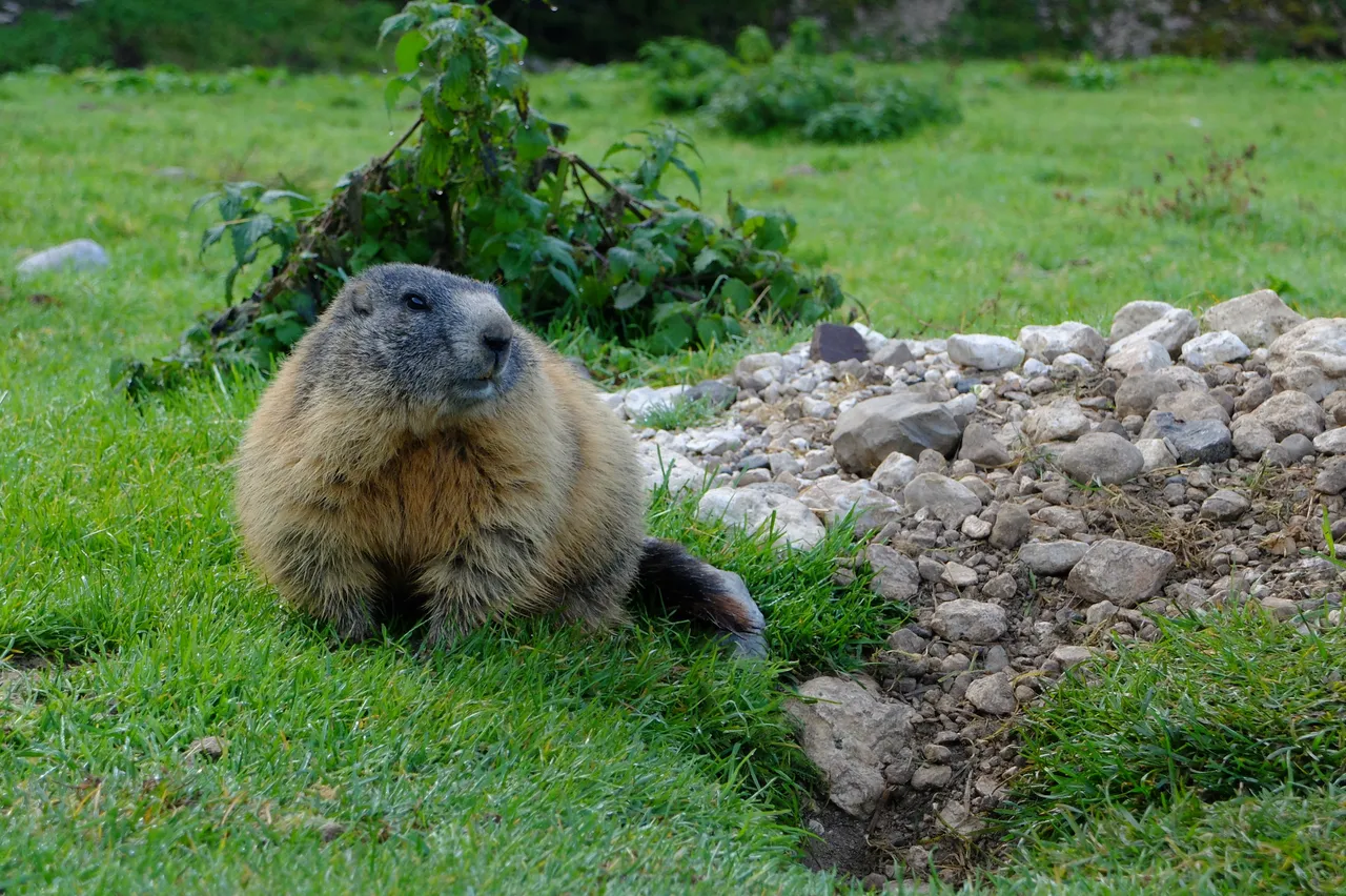 marmot.JPG