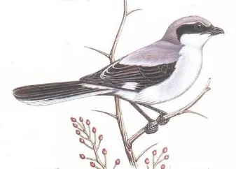 bird52.png