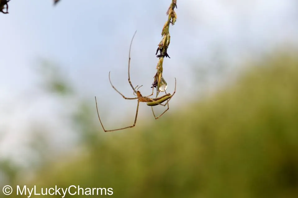 spider.jpg
