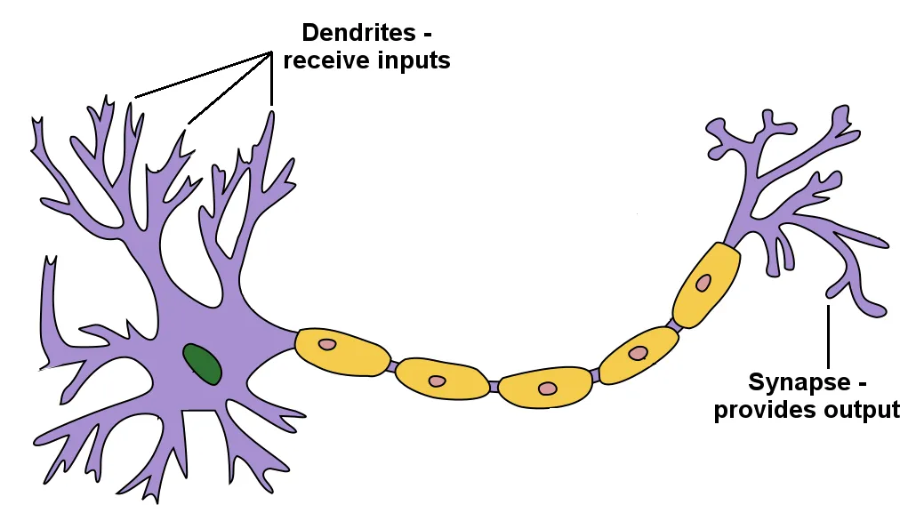 neuron.png