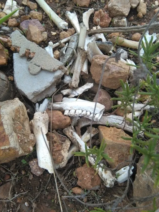 bones3.jpg