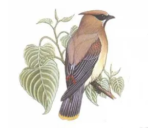 bird51.png