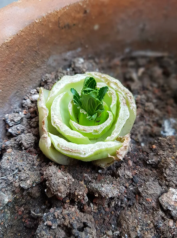 Veggie.jpg