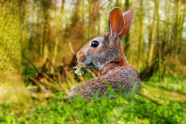 Rabbit.jpg