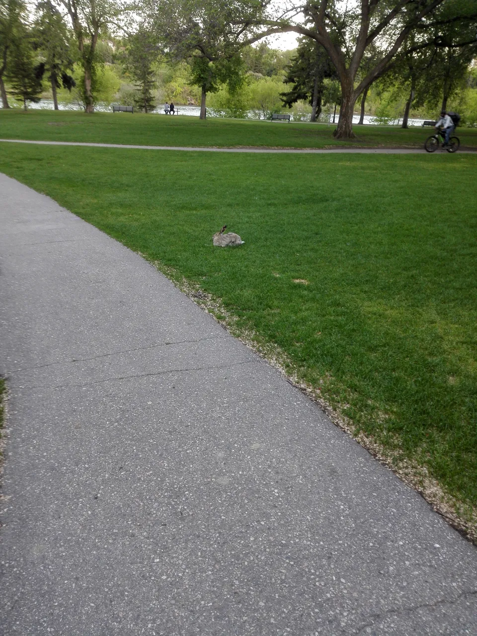 bunny1.jpg