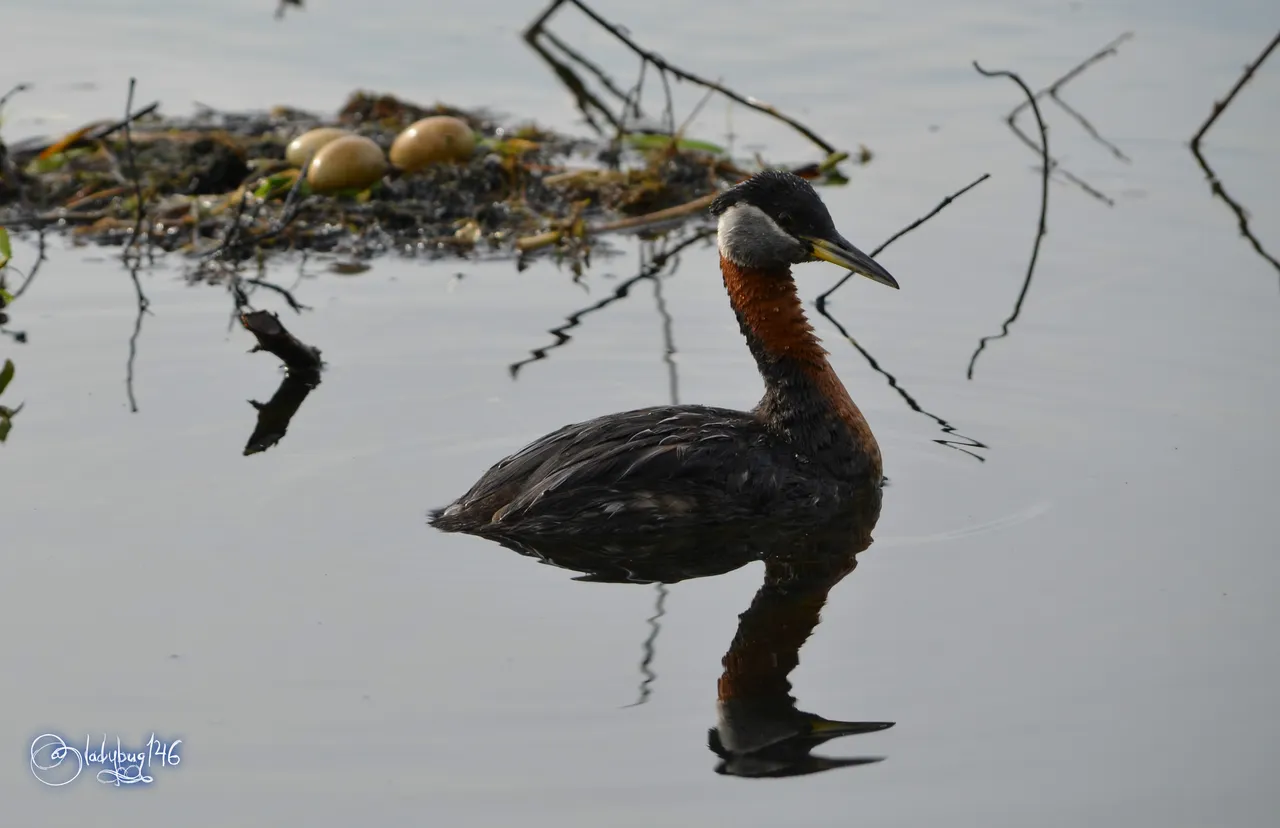 grebe4.jpg