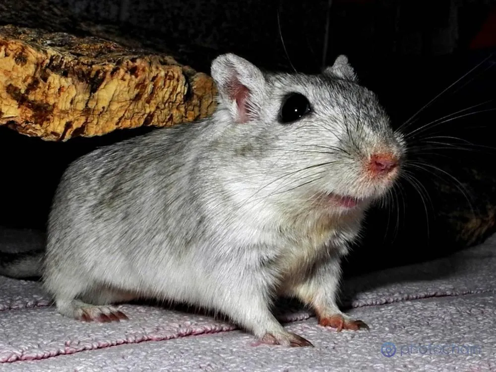 Rennmaus Bild des Tages