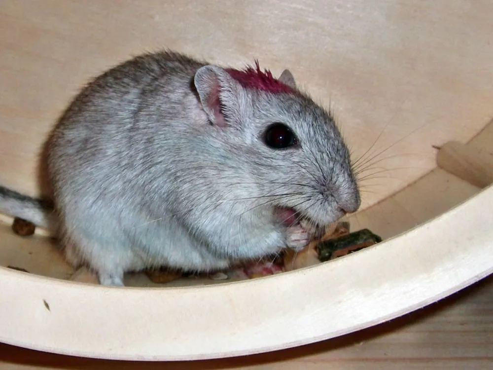 Rennmaus Bild des Tages