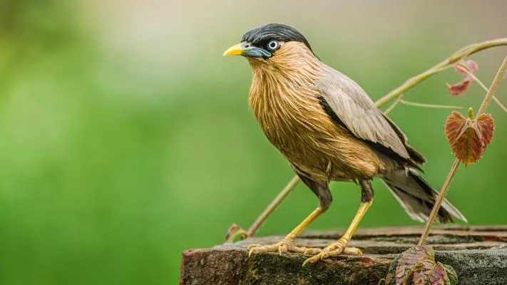 bangla.jpg