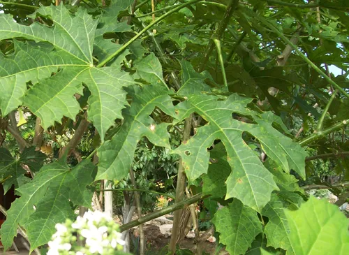 chaya1.jpg