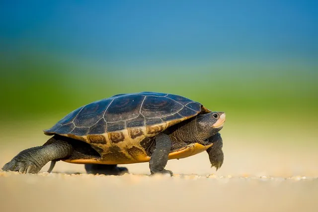 turtle.jpg