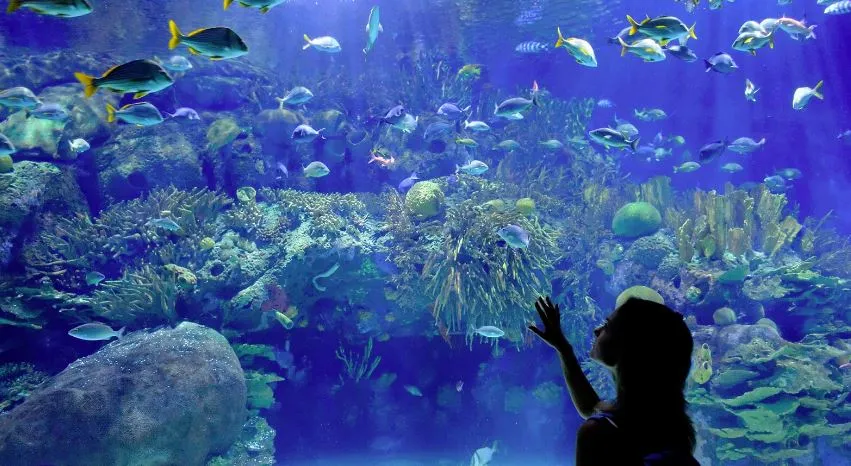 fishes.JPG