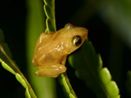 coqui2.jpg
