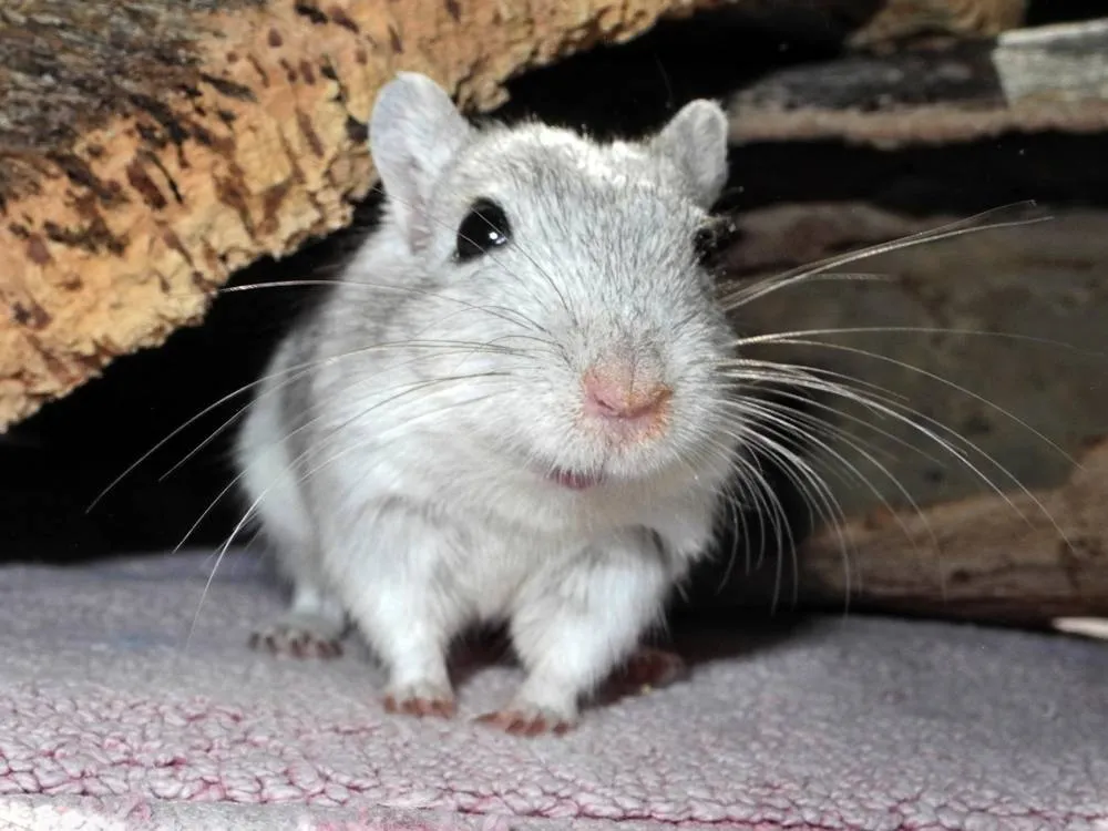 Rennmaus Bild des Tages