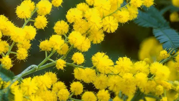 MIMOSE.jpg