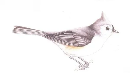 bird59.png